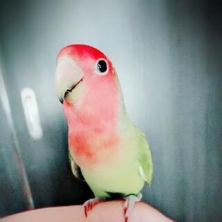 コザクラインコ
