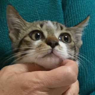 里親様が決まりました。保護 仔猫仲間   白キジ   オス   ...
