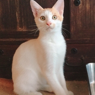 里親さま決定！　三度の飯より人が好き★茶白のオカッパ猫　アイ　７...
