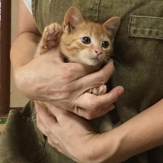 里親様決まりました。保護仔猫仲間    茶トラ。  1ヶ月半。 ...