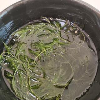 水草　マツモ