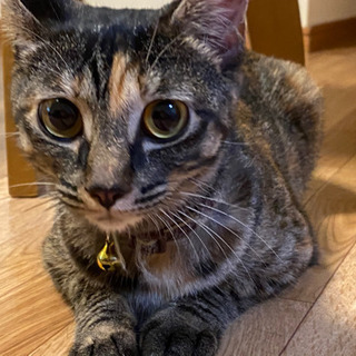 【里親急募】サビ子猫♀避妊済　とても人懐っこいです！