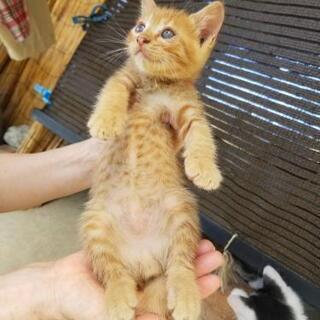 可愛い茶トラ子猫