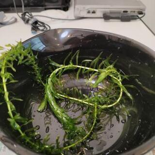 水草　アナカリス