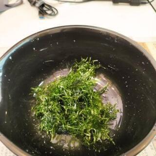 水草　ウィローモス