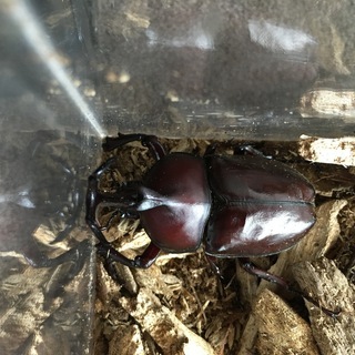 大型カブトムシ　オス　＋メス（フリーサイズ）