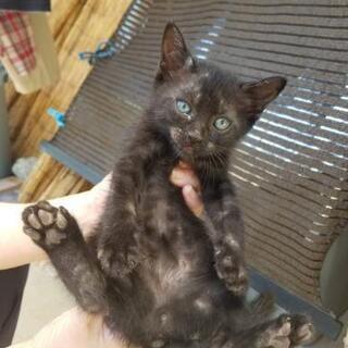 サビ風の黒猫ちゃん