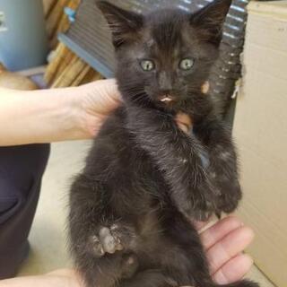 黒猫ちゃん