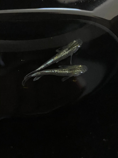 別の取り引き先が決まりましたので終了します　めだか　鱗光1ペア(上物個体)  現物個体 (産卵始まってます)