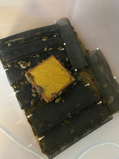 爬虫類用デュビア