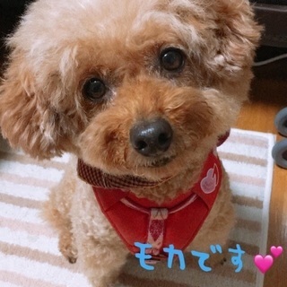 メス9才大人しくてとっても可愛いです(*^^*)