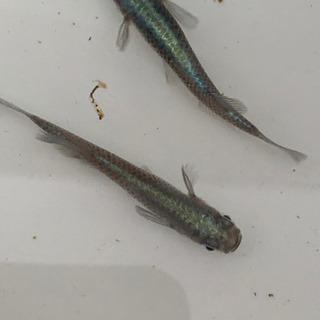 メダカ　カブキ親サイズ6匹　5000円