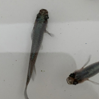 メダカ　カブキ親サイズ6匹　5000円の画像