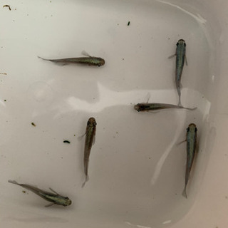 メダカ　カブキ親サイズ6匹　5000円の画像