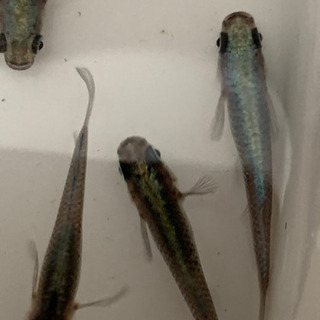 メダカ　カブキ親サイズ6匹　5000円の画像