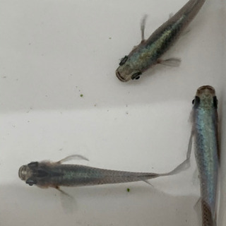 メダカ　カブキ親サイズ6匹　5000円の画像