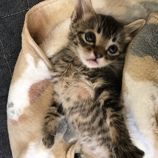 生後40日くらいの小さい子猫　キジ猫