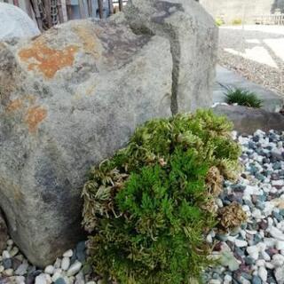 岩松 1株 1000円 8月10日には処分致します！の画像