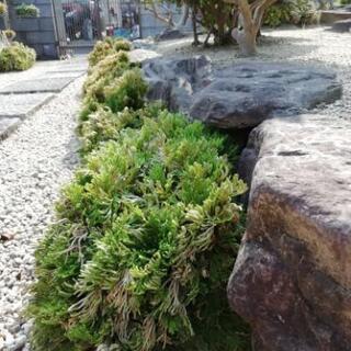 岩松 1株 1000円 8月10日には処分致します！の画像