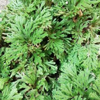 岩松 1株 1000円 8月10日には処分致します！