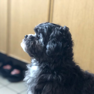 急募です。よろしくお願いします。 - 犬
