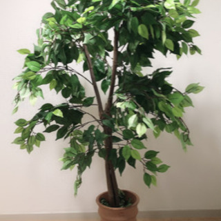 9/20まで。170センチ　観葉植物　フェイク
