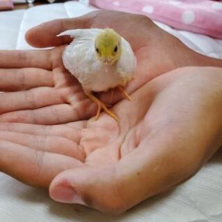 姫ウズラの雛