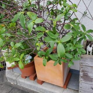 鉢植え『沈丁花』の画像