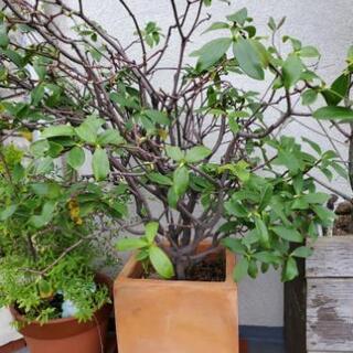 鉢植え『沈丁花』