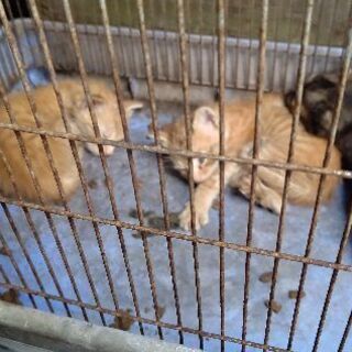 生後間もない子猫