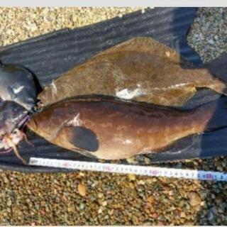 日本海or瀬戸内海で魚突き！！