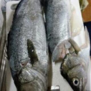 日本海or瀬戸内海で魚突き！！ - スポーツ
