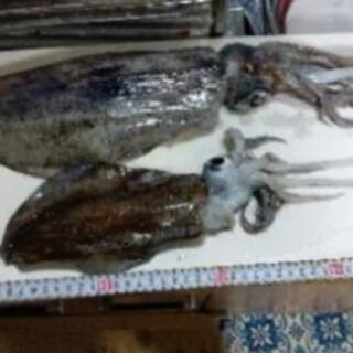 日本海or瀬戸内海で魚突き！！ − 広島県