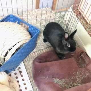 うさぎの里親募集です