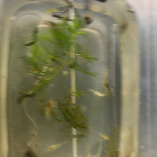 数量限定　道　ミナミヌマエビ4️⃣5️⃣匹＋a水草1️⃣0️⃣本
