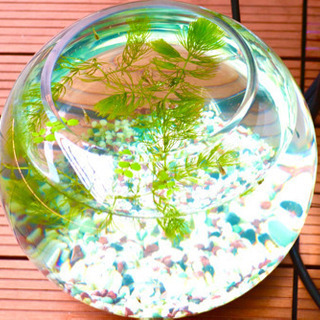 ガラス鉢　底石　水草　めだか稚魚セット