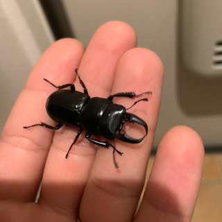 野外採取ヒラタクワガタ 