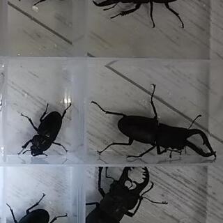 京都府産クワガタムシ 6種ペアセット