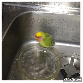 小桜インコ　お譲りします