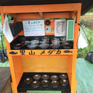 里山めだか メダカ無人販売所 8/3