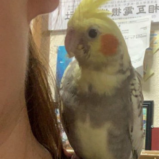 オカメインコについての繋がり