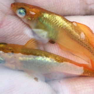 当方作出★金鱗龍 めだか★卵15個の画像