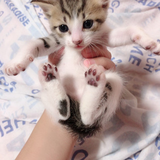 里親子猫募集