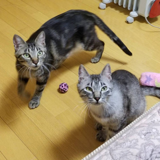 １歳の兄弟ねこちゃんです