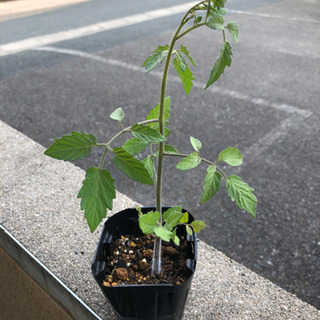 トマトの苗　小