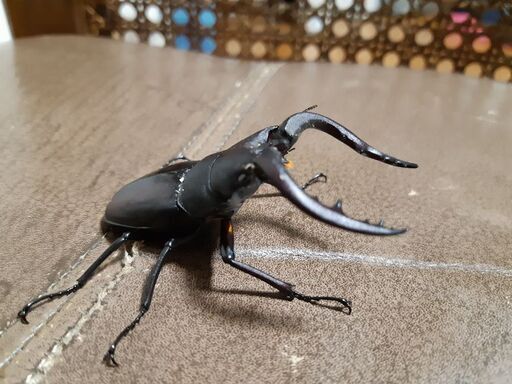 ノコギリクワガタ♂️65ミリ位♀は欲しいだけあげます