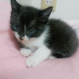 生後4週間の黒白猫ちゃんの里親さん募集。