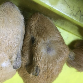 モルモット  キャンセルが出たため募集