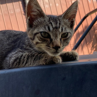 子猫の里親　『決定』