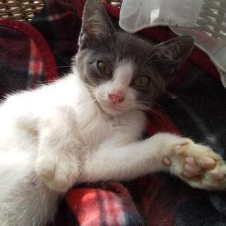 【2020.11.30まで。子猫の里親募集】オス・生後2ヶ月位